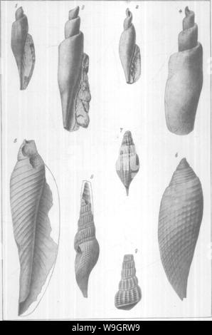 Archiv Bild ab Seite 338 von gasteropoda und Cephalopoda der Stockfoto