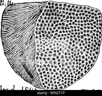 Archiv Bild ab Seite 342 von einem Wörterbuch der Fossilien Stockfoto