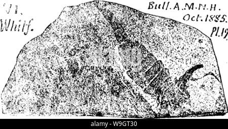 Archiv Bild ab Seite 342 von einem Wörterbuch der Fossilien Stockfoto