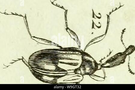 Archiv Bild ab Seite 342 von [Curculionidae] (1800) Stockfoto