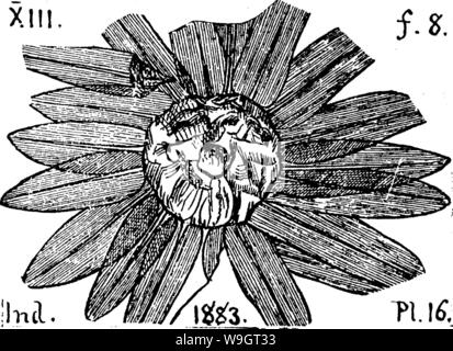 Archiv Bild ab Seite 342 von einem Wörterbuch der Fossilien Stockfoto