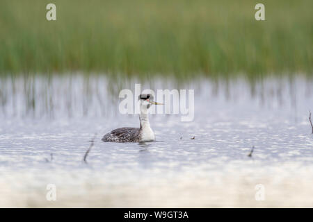 Western Grebe, Bosque Del Apache National Wildlife Refuge, New Mexico, USA. Stockfoto