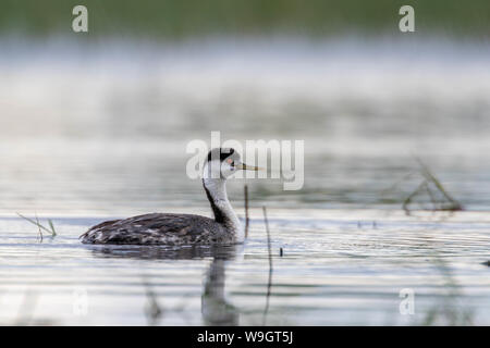 Western Grebe, Bosque Del Apache National Wildlife Refuge, New Mexico, USA. Stockfoto