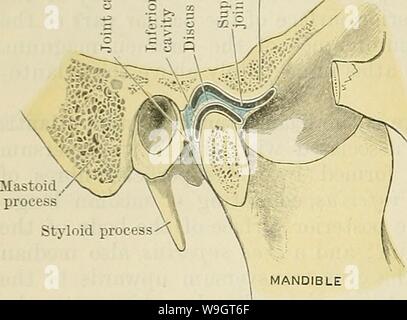 Archiv Bild ab Seite 345 von Cunningham's Lehrbuch der Anatomie (1914). Cunninghams Lehrbuch der Anatomie cunninghamstextb 00 cunn Jahr: 1914 (312 DER ARTIKULATION OE GELENKE. ARTICULATIO MANDIBULARS. -&Gt; o ein P'Tuberculum articulare Abb. 299. - Abschnitt durch die Kiefergelenks. Die kiefergelenks (O.T. temporomandibular) ist ein arthrodial diarthrosis. Es tritt zwischen der Mandibulären fossa der zeitlichen Knochen und der kondylus des Unterkiefers. Diese beiden Gelenkflächen sind deutlich unterschiedliche sowohl in Größe und Form. In den allgemeinen Rahmen der Gelenkknorpel Oberfläche der Leiter der Stockfoto