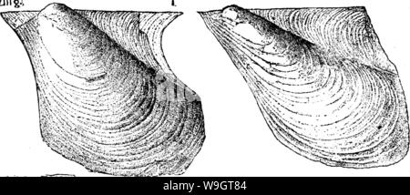 Archiv Bild von Seite 346 Wörterbuch der Fossilien Stockfoto