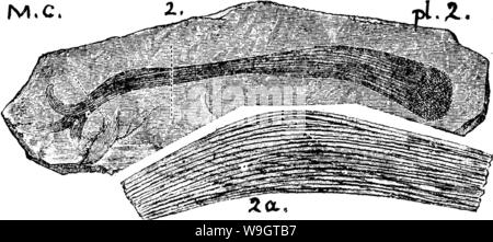 Archiv Bild ab Seite 348 von einem Wörterbuch der Fossilien Stockfoto