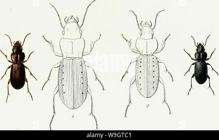 Archiv Bild ab Seite 348 Der Iconographie et Histoire Naturelle des Stockfoto