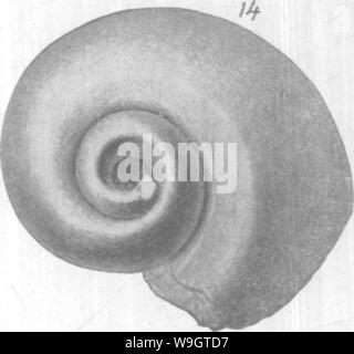 Archiv Bild ab Seite 350 von gasteropoda und Cephalopoda der Stockfoto