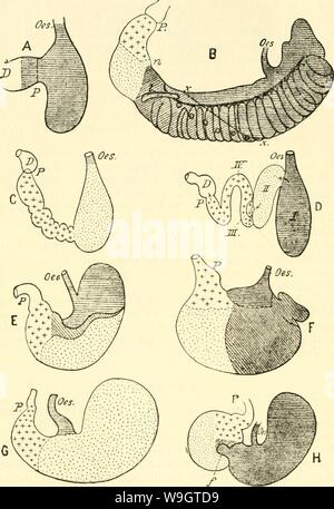 Archiv Bild ab Seite 349 der Einführung in die vergleichende Anatomie. Einführung in die vergleichende Anatomie der Wirbeltiere, für Studierende einfhrungindie 00 wied Jahr: 1907 (318 Zunge der Säuger. Auf Grund of this drei verschiedenen Zonen kann Mann bin Säuge-tiermagen im allgemeinen eine Kardial-, Fundus- und P3 '1 oru s-Abb. 238. Schematische Darstellung des Magens verschiedener Säuge- tiere mit den verschiedenen Regionen. / A. Oppel. Eine Ornithorhyn-chus anatinus, B Känguruh (Dorcopsis luctuosa), CZahnwal (Ziphius), ü Phocaena communis, E Pferd, F Schomacker, G Hase, H Hamster (Cric Stockfoto