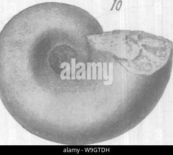 Archiv Bild ab Seite 350 von gasteropoda und Cephalopoda der Stockfoto