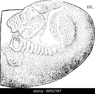 Archiv Bild von Seite 354 Wörterbuch der Fossilien Stockfoto