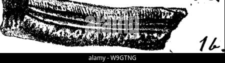 Archiv Bild ab Seite 355 ein Wörterbuch der Fossilien Stockfoto