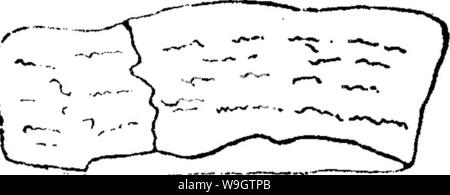 Archiv Bild ab Seite 355 ein Wörterbuch der Fossilien Stockfoto