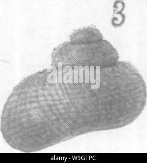 Archiv Bild von Seite 356 Gasteropoda und Cephalopoda der Archiv Bild von Seite 356 Gasteropoda und Cephalopoda der