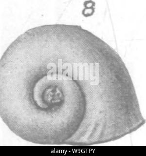 Archiv Bild von Seite 356 Gasteropoda und Cephalopoda der Archiv Bild von Seite 356 Gasteropoda und Cephalopoda der