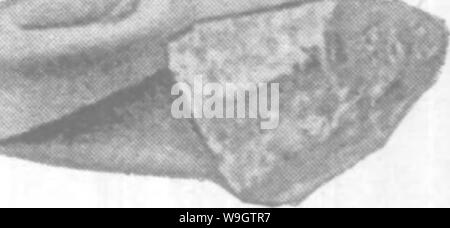 Archiv Bild von Seite 356 Gasteropoda und Cephalopoda der Archiv Bild von Seite 356 Gasteropoda und Cephalopoda der