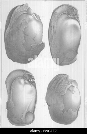 Archiv Bild ab Seite 357 Der brachiopoda und Lamellibranchiata der