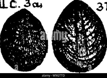 Archiv Bild ab Seite 357 von einem Wörterbuch der Fossilien Stockfoto