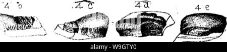 Archiv Bild ab Seite 358 von einem Wörterbuch der Fossilien Stockfoto