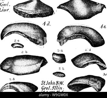 Archiv Bild ab Seite 360 von einem Wörterbuch der Fossilien Stockfoto