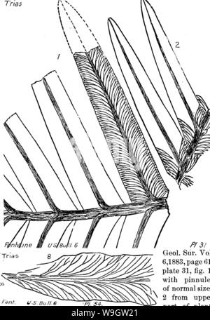 Archiv Bild ab Seite 362 von einem Wörterbuch der Fossilien Stockfoto