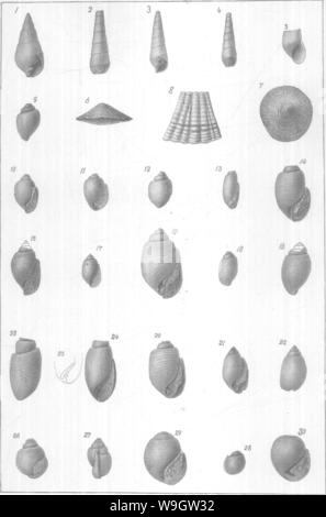 Archiv Bild ab Seite 362 von gasteropoda und Cephalopoda der Stockfoto