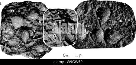 Archiv Bild von Seite 365 Wörterbuch der Fossilien Stockfoto