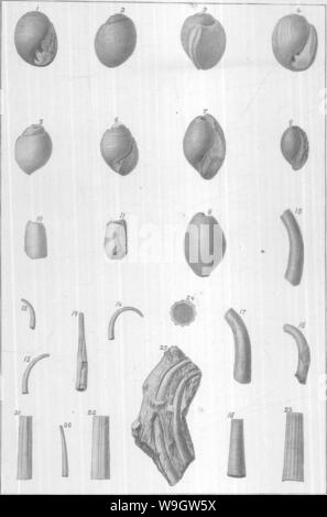 Archiv Bild ab Seite 365 von gasteropoda und Cephalopoda der Stockfoto