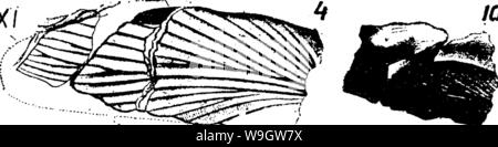 Archiv Bild ab Seite 367 von einem Wörterbuch der Fossilien Stockfoto