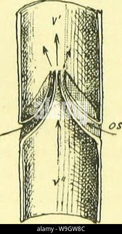 Archiv Bild ab Seite 365 der Anatomie, Physiologie, Morphologie und Stockfoto