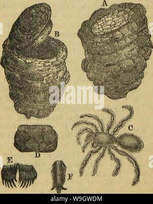 Archiv Bild ab Seite 371 von Insekt Architektur (1846) Stockfoto