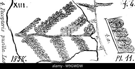 Archiv Bild ab Seite 371 von einem Wörterbuch der Fossilien Stockfoto