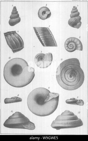 Archiv Bild von Seite 371 Gasteropoda und Cephalopoda der Stockfoto