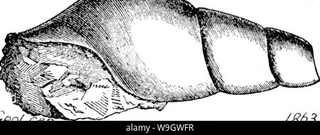 Archiv Bild ab Seite 374 von einem Wörterbuch der Fossilien Stockfoto