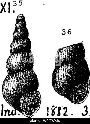 Archiv Bild ab Seite 377 ein Wörterbuch der Fossilien Stockfoto