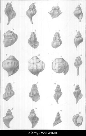 Archiv Bild von Seite 377 Gasteropoda und Cephalopoda der Stockfoto