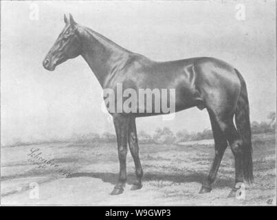 Archiv Bild ab Seite 379 der Punkte des Pferdes; ein