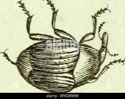 Archiv Bild ab Seite 382 von [Curculionidae] (1800) Stockfoto