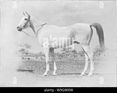 Archiv Bild ab Seite 382 der Punkte des Pferdes; ein Stockfoto