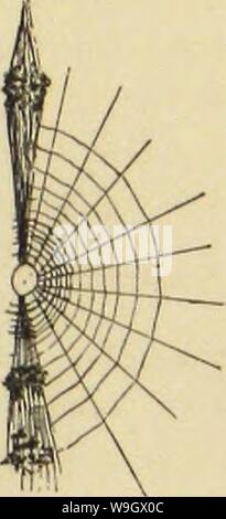 Archiv Bild von Seite 384 des amerikanischen Spinnen und Ihre Spinnerei Stockfoto