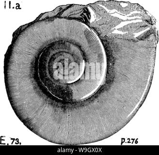 Archiv Bild ab Seite 384 von einem Wörterbuch der Fossilien Stockfoto
