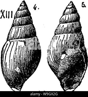 Archiv Bild ab Seite 385 von einem Wörterbuch der Fossilien Stockfoto