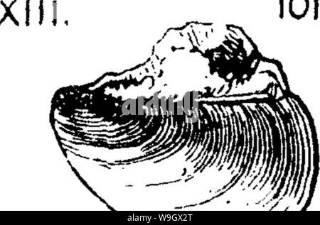 Archiv Bild ab Seite 385 von einem Wörterbuch der Fossilien Stockfoto