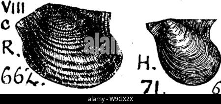 Archiv Bild ab Seite 385 von einem Wörterbuch der Fossilien Stockfoto