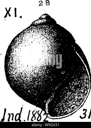 Archiv Bild von Seite 386 eines Wörterbuchs der Fossilien Archiv Bild von Seite 386 eines Wörterbuchs der Fossilien