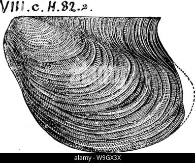 Archiv Bild ab Seite 385 von einem Wörterbuch der Fossilien Stockfoto