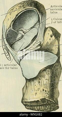 Archiv Bild ab Seite 388 von Cunningham's Lehrbuch der Anatomie (1914). Cunninghams Lehrbuch der Anatomie cunninghamstextb 00 cunn Jahr: 1914 (INTEETAESAL GELENKE. 355 Kahnbein Plantar cal-C caneo - strahlbein-j Ligament (. Sehne des Tibialis posterior Muskel (Schnitt) Sustentaculum tali; articul; Oberfläche für talu Gelenkknorpel Oberfläche auf das strahlbein für Leiter des Talus | Calcaneonavicular Teil/der Gabeln ligament Ligament calcaneal Interosseous talo-Artikuläre Oberfläche auf calcaneus für Körper des Talus eine tiefere Ebene als die calcaneo-fibular Bänder des Sprunggelenks - Gemeinsame. Es besteht von kurzen Fasern Stockfoto