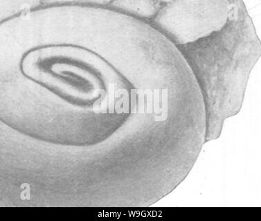Archiv Bild ab Seite 392 von gasteropoda und Cephalopoda der Stockfoto