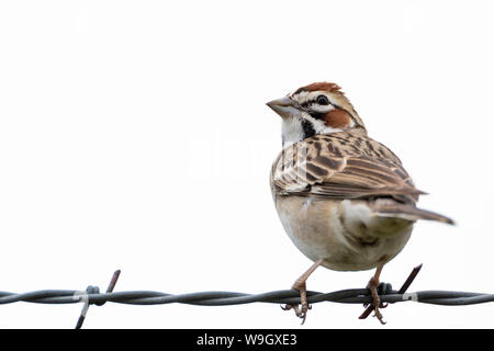 Lerche Sparrow, (Chondestes grammacus), Kiowa nationalen Grasland, Harding Co., New York, USA. Stockfoto