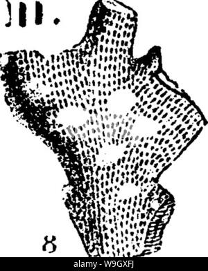 Archiv Bild ab Seite 395 in einem Wörterbuch der Fossilien